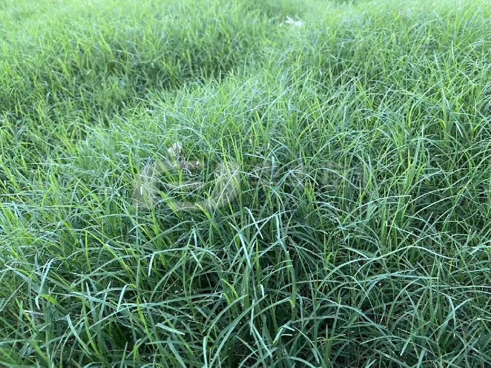 草坪建植的方法主要分為哪兩種？