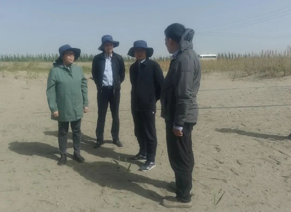 中國(guó)科學(xué)院曹曉風(fēng)院士五一期間，不辭辛苦，親臨指導(dǎo)“田菁”在沙漠鹽堿地種植