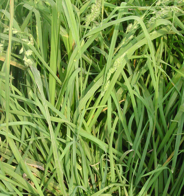 “啟能”鴨茅——耐熱、耐旱多年生牧草